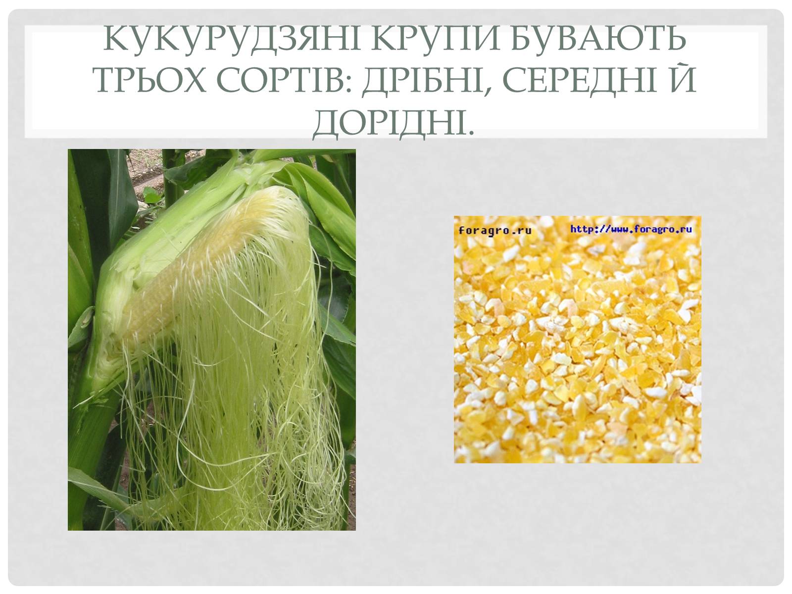 Презентація на тему «Технологія приготування традиційних українських страв з круп» - Слайд #8