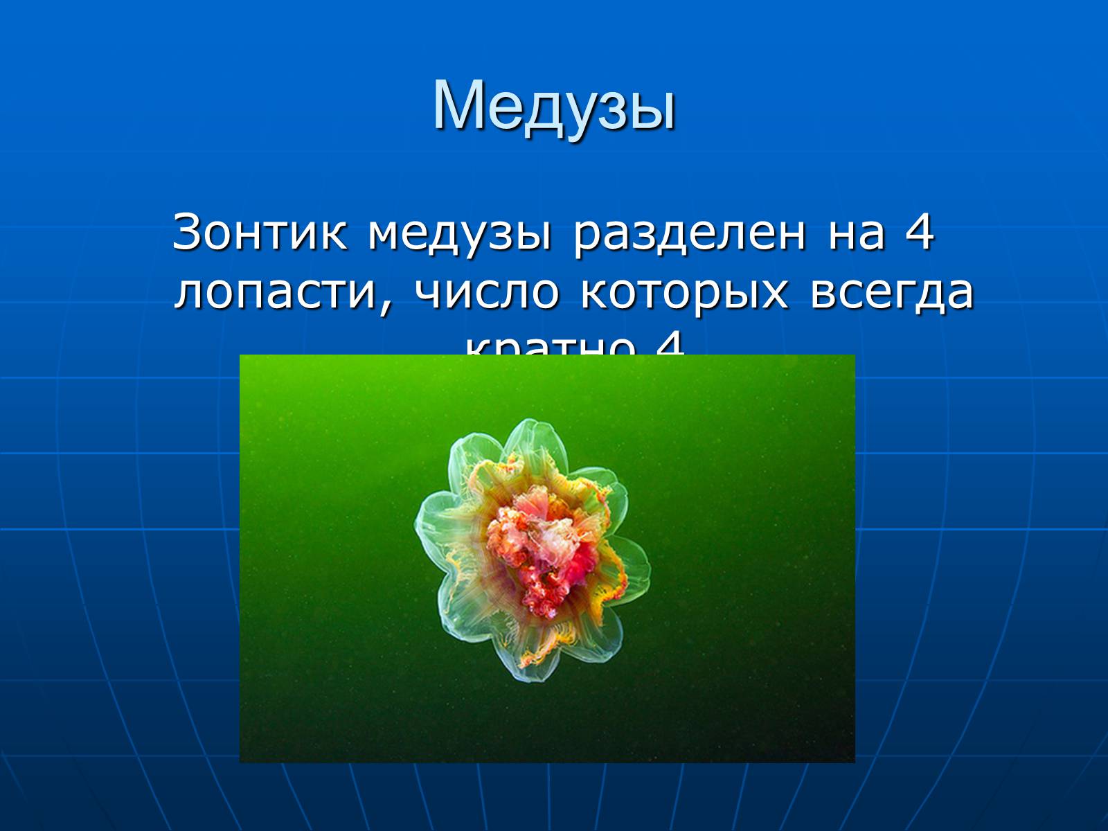 Презентація на тему «Медузи» (варіант 2) - Слайд #5