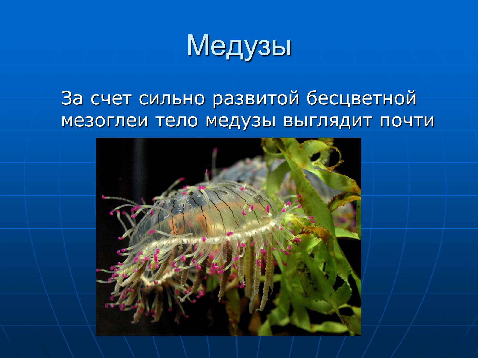Презентація на тему «Медузи» (варіант 2) - Слайд #7