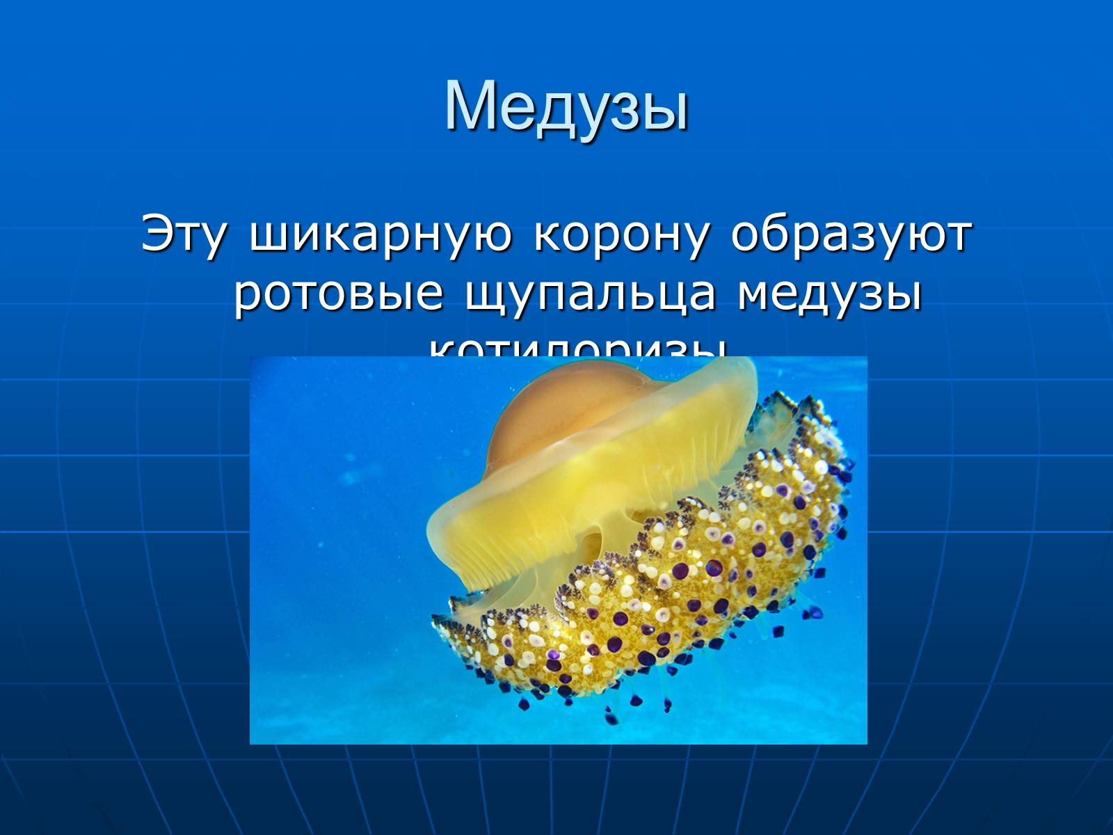Презентація на тему «Медузи» (варіант 2) - Слайд #9
