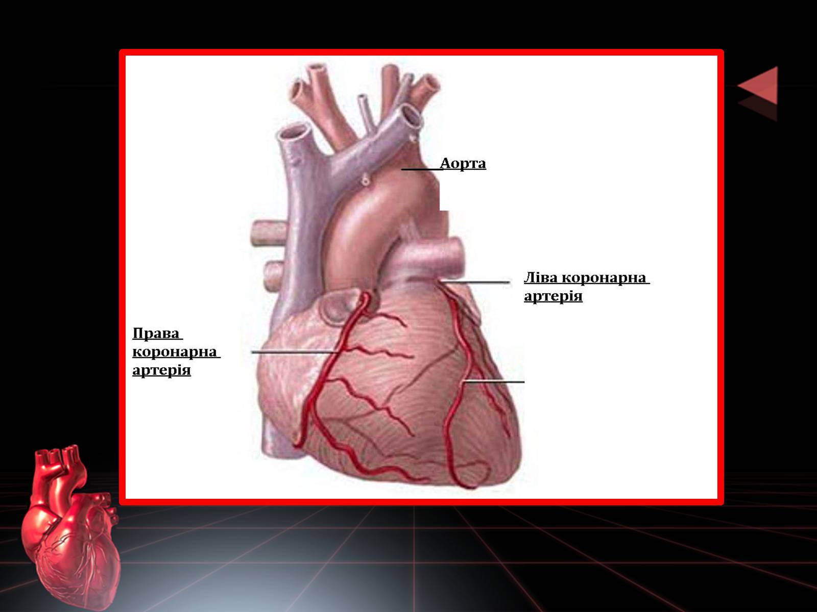 Презентація на тему «Методи відновлення кровообігу в уражених атеросклерозом коронарних артеріях при ішемічній хворобі серця» - Слайд #4