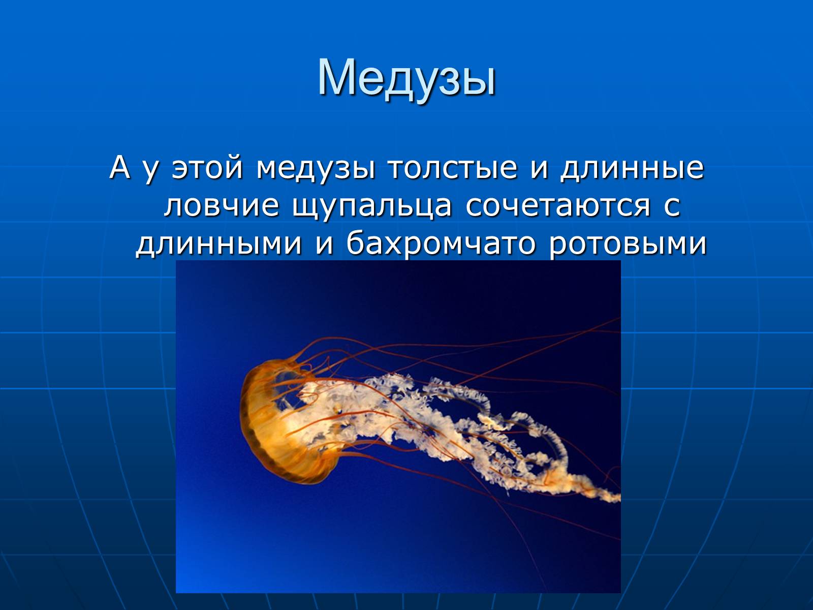 Презентація на тему «Медузи» (варіант 2) - Слайд #12