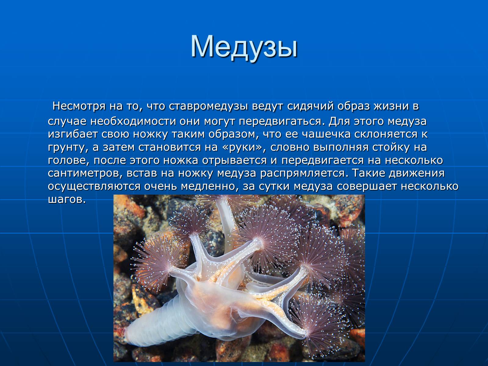 Презентація на тему «Медузи» (варіант 2) - Слайд #15