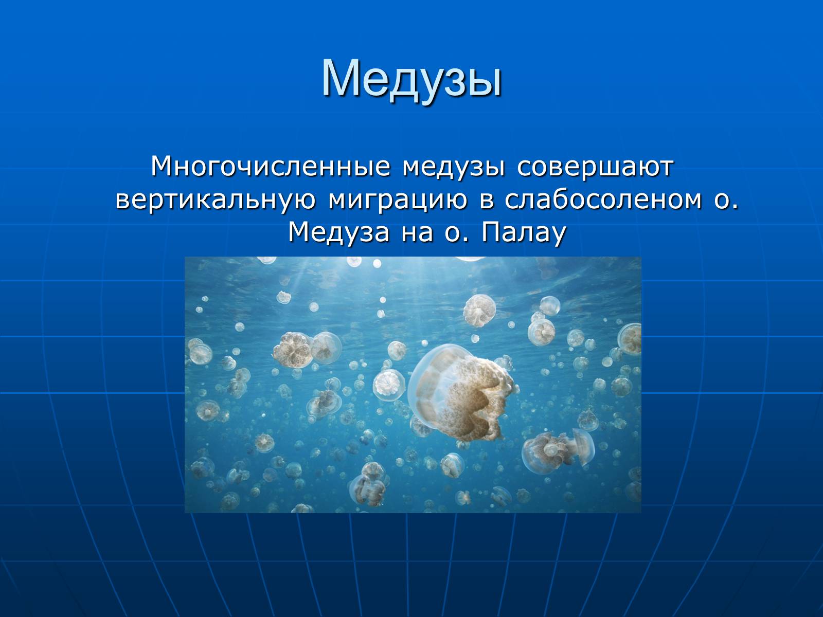Презентація на тему «Медузи» (варіант 2) - Слайд #22