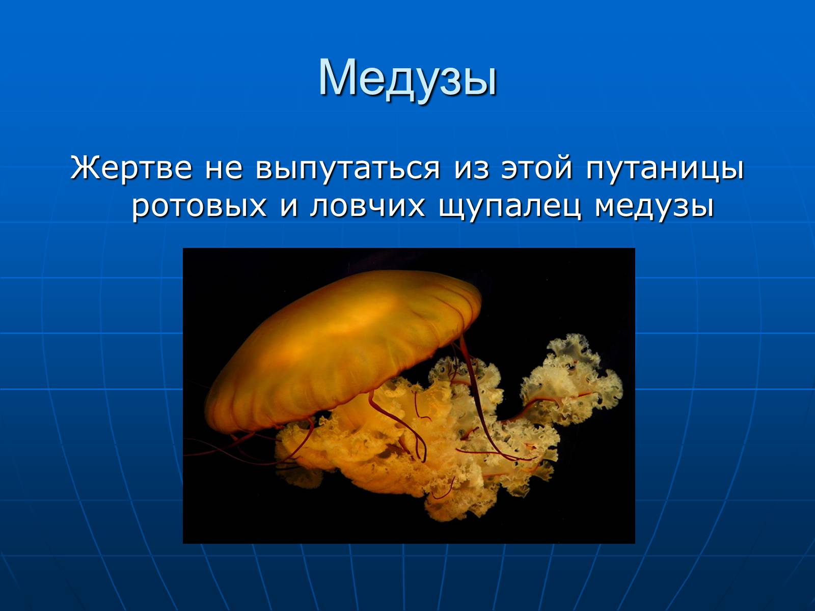 Презентація на тему «Медузи» (варіант 2) - Слайд #26
