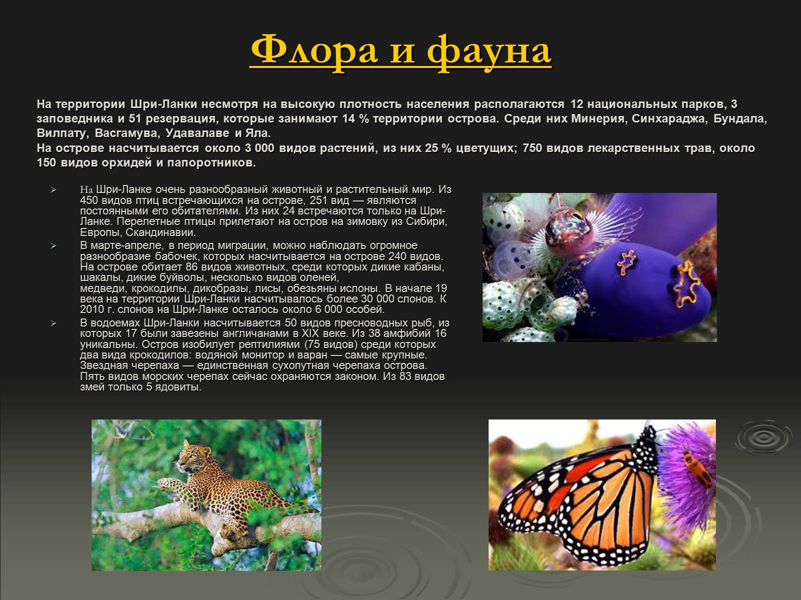 Презентація на тему «Флора и фауна Шри-Ланки» - Слайд #3