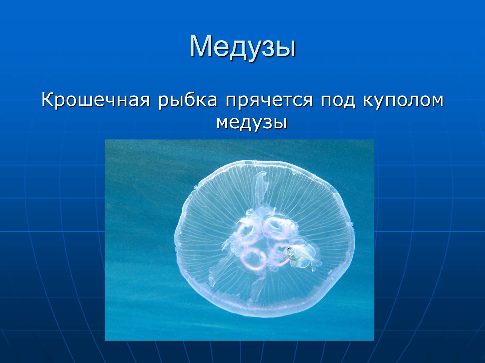 Презентація на тему «Медузи» (варіант 2) - Слайд #30