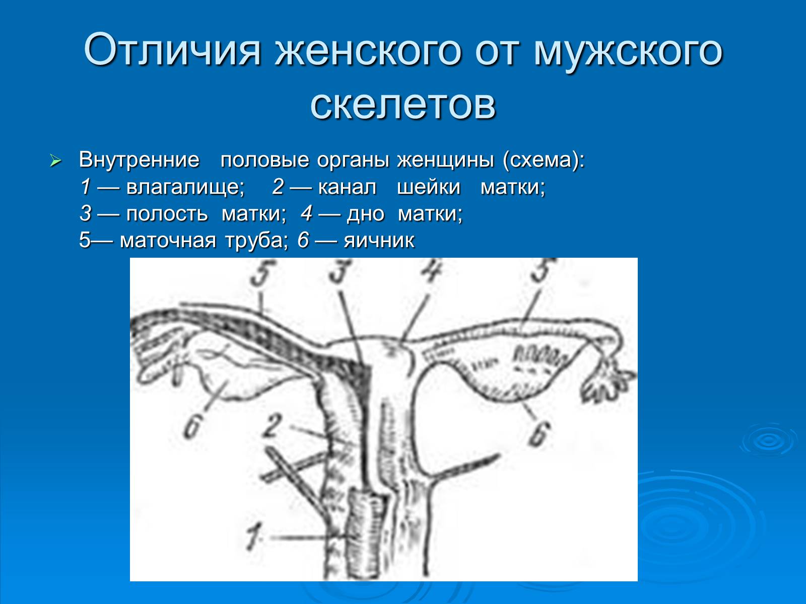 Презентація на тему «Анатомическое отличие скелетов мужчин и женщин» - Слайд #8