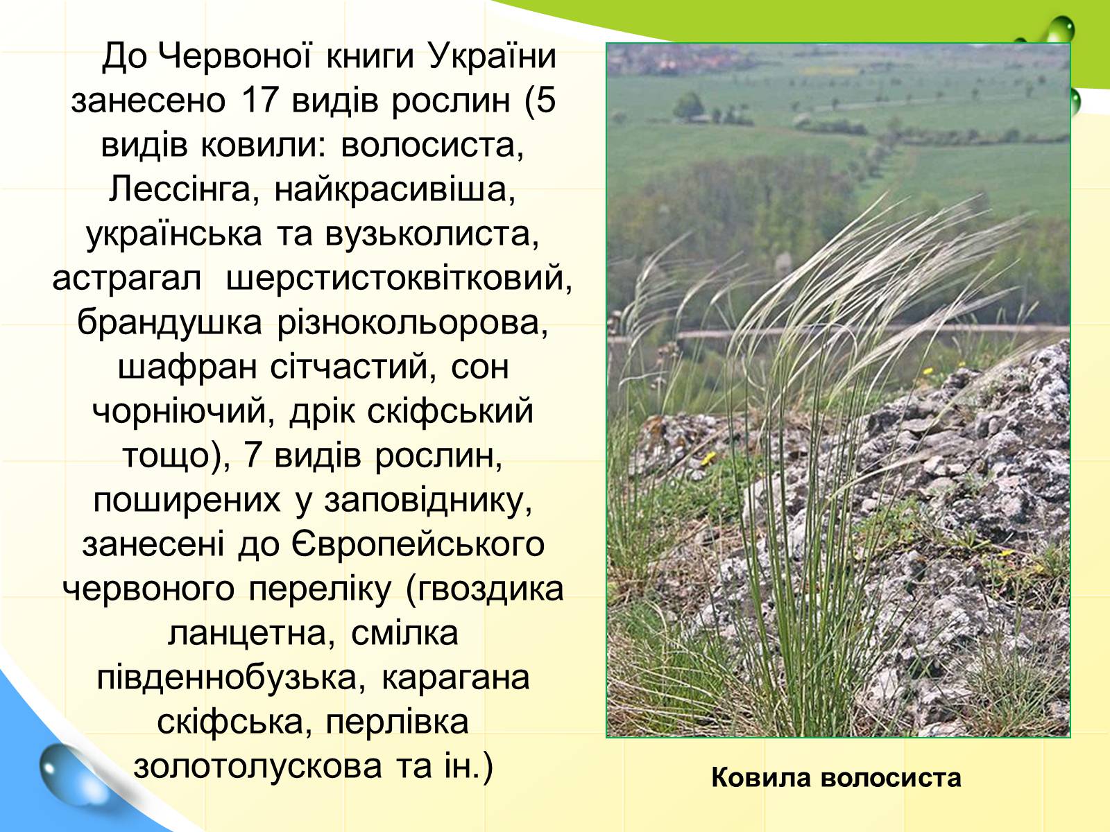 Презентація на тему «Природні заповідники України» (варіант 5) - Слайд #20