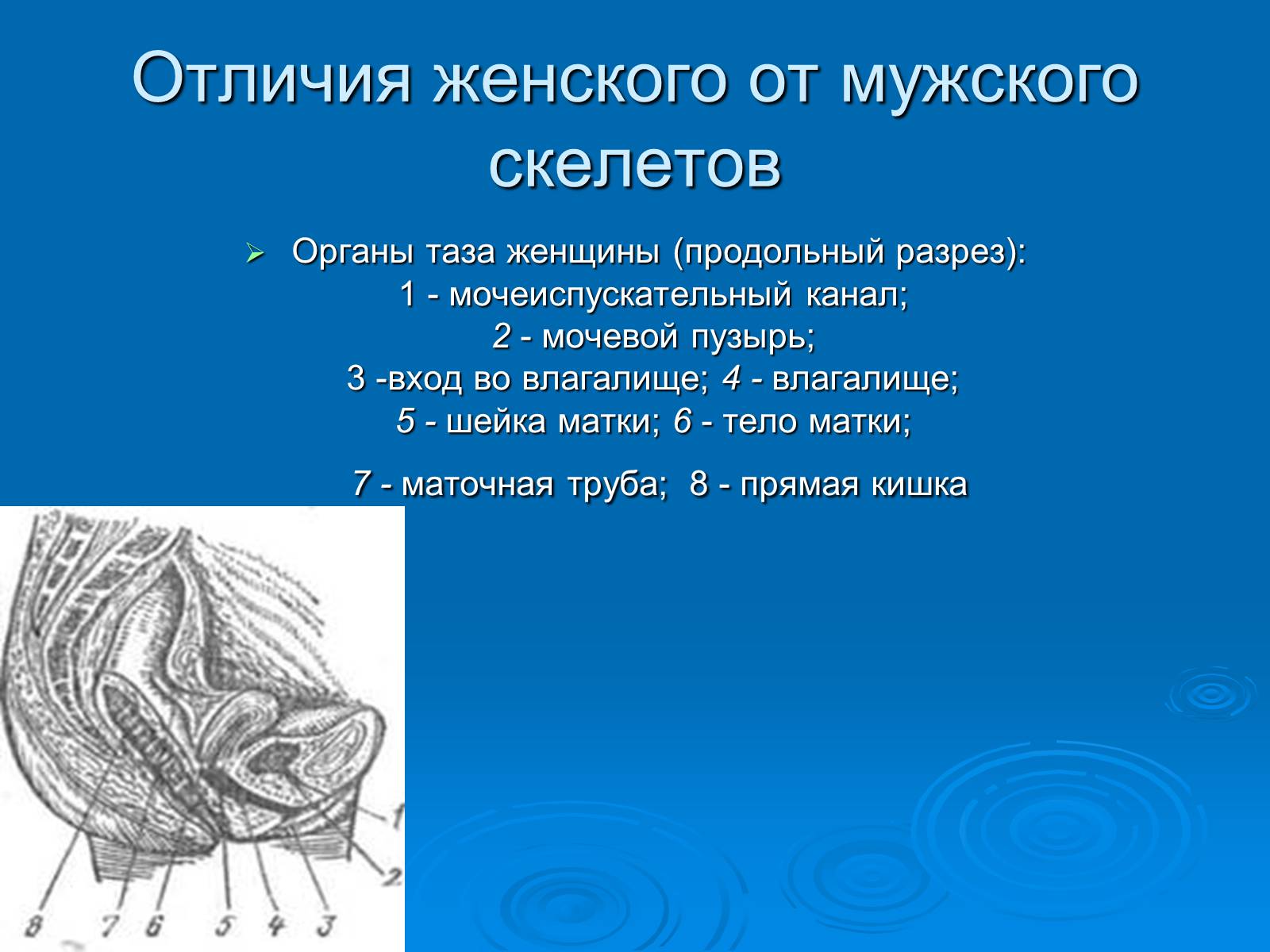 Презентація на тему «Анатомическое отличие скелетов мужчин и женщин» - Слайд #9