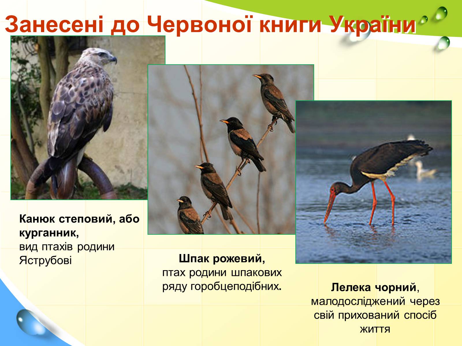 Презентація на тему «Природні заповідники України» (варіант 5) - Слайд #21