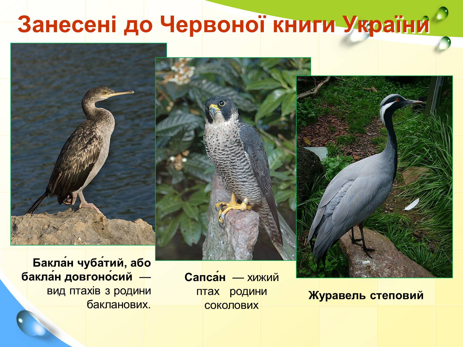 Презентація на тему «Природні заповідники України» (варіант 5) - Слайд #44