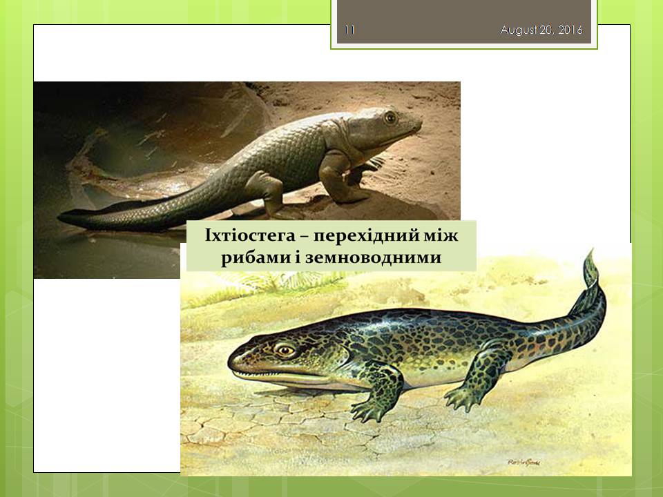 Презентація на тему «Докази еволюції тваринного світу» - Слайд #11