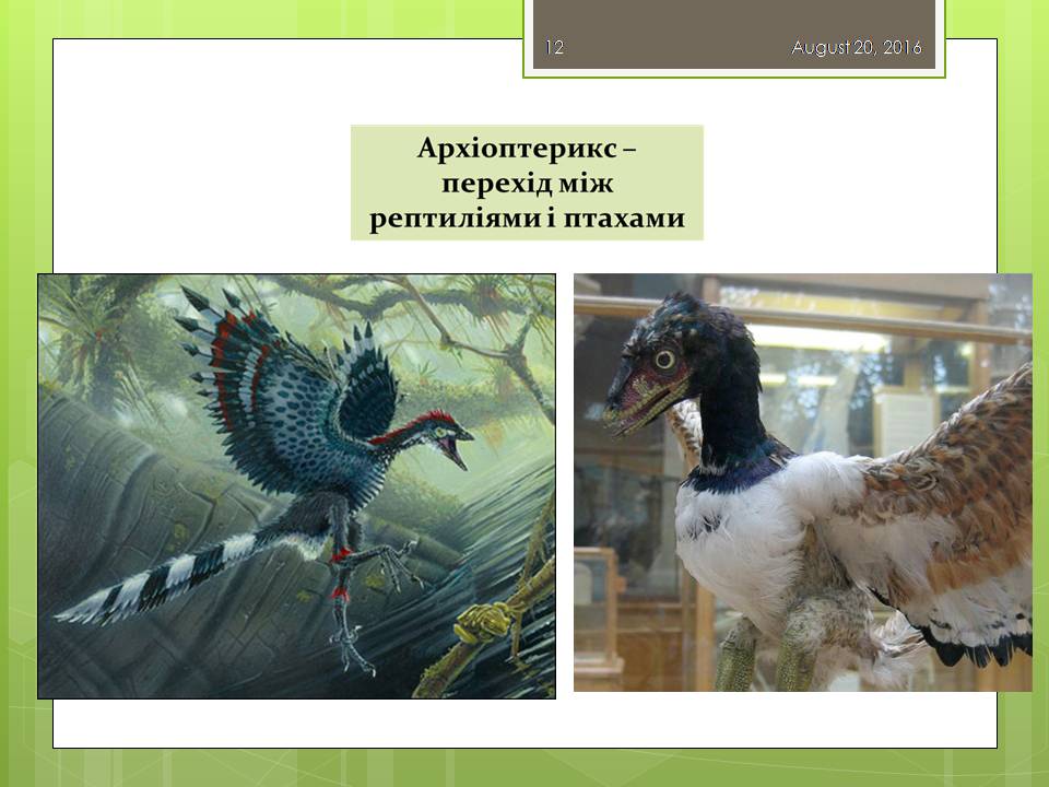 Презентація на тему «Докази еволюції тваринного світу» - Слайд #12
