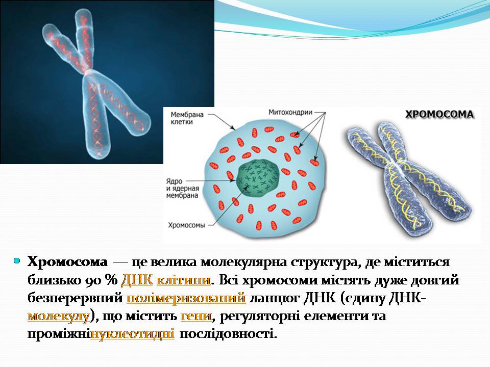 Презентація на тему «Хромосоми» (варіант 2) - Слайд #2