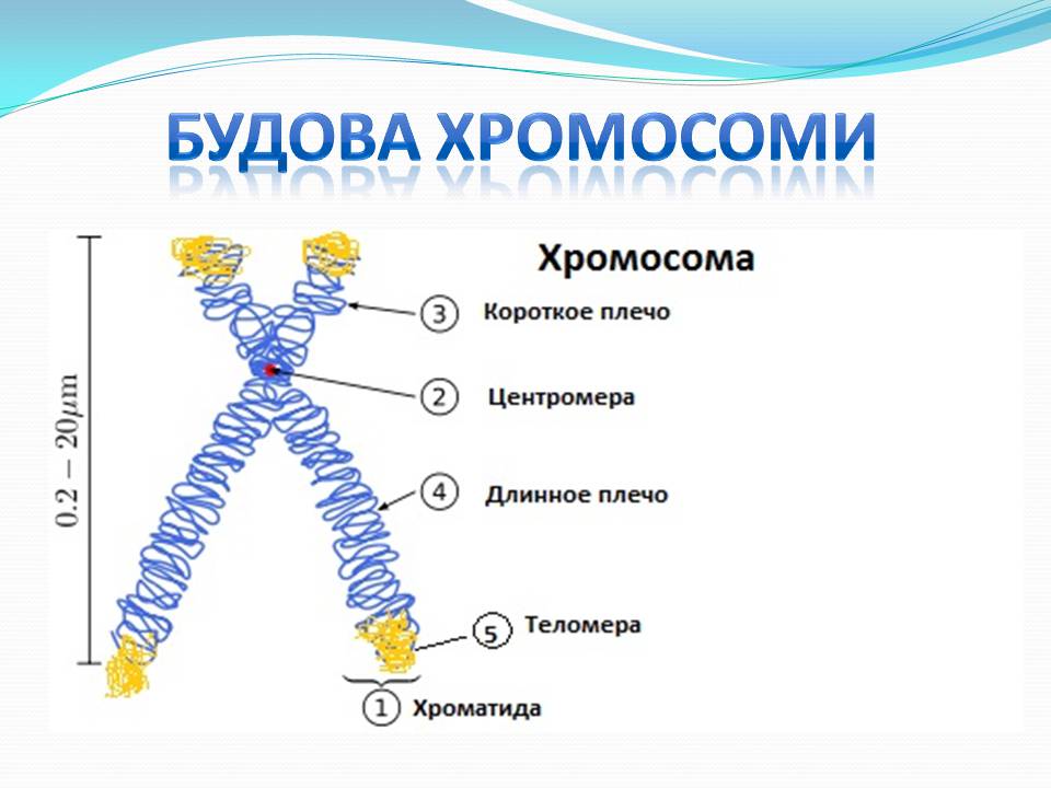 Презентація на тему «Хромосоми» (варіант 2) - Слайд #5
