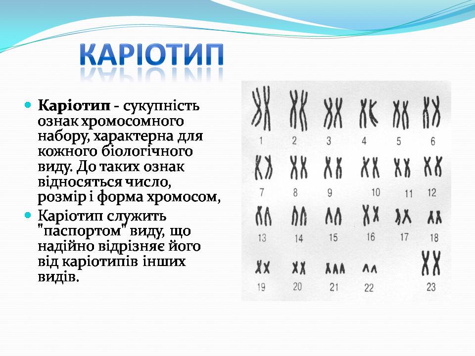 Презентація на тему «Хромосоми» (варіант 2) - Слайд #8