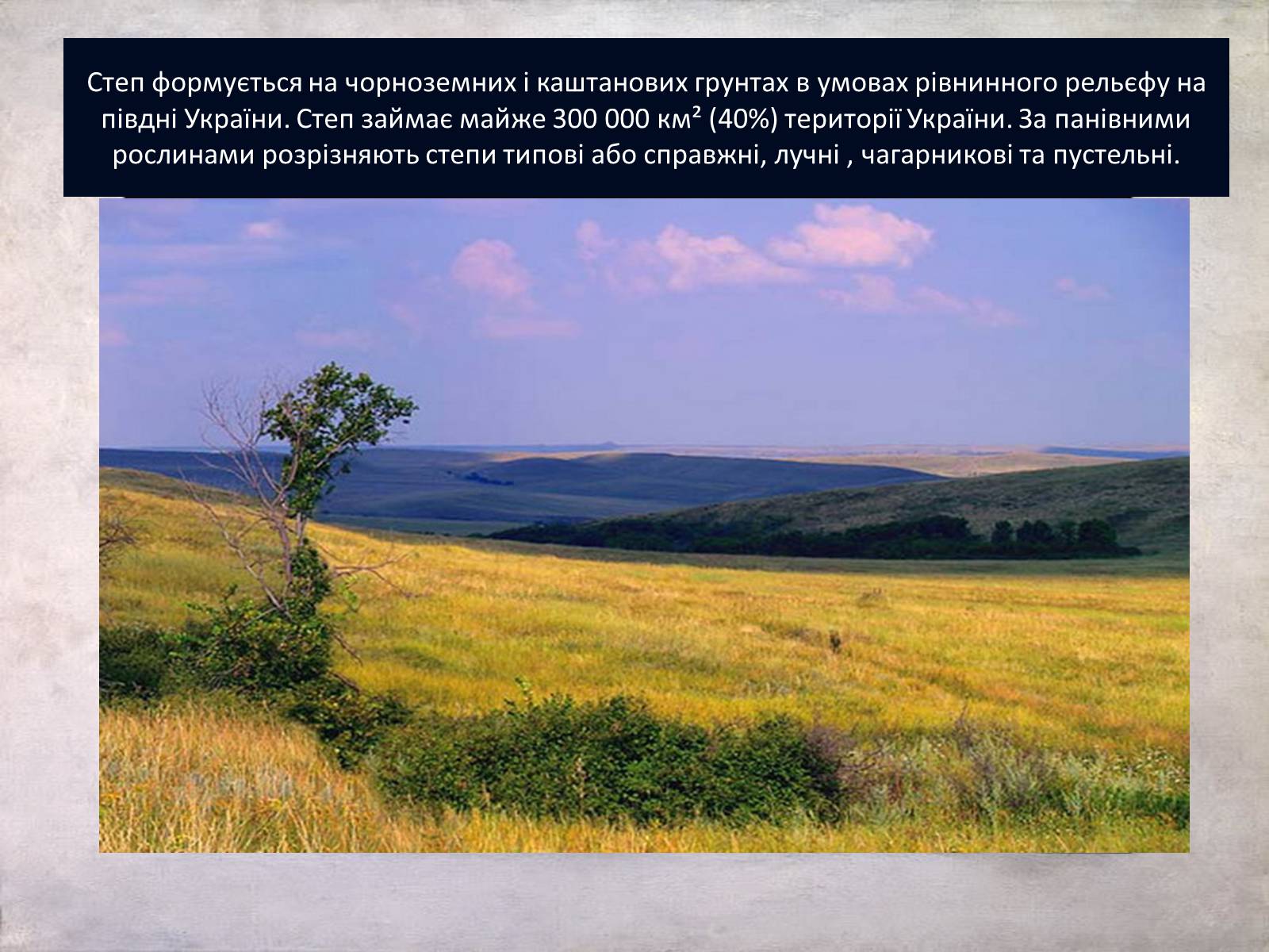 Презентація на тему «Рослинний світ України» - Слайд #6