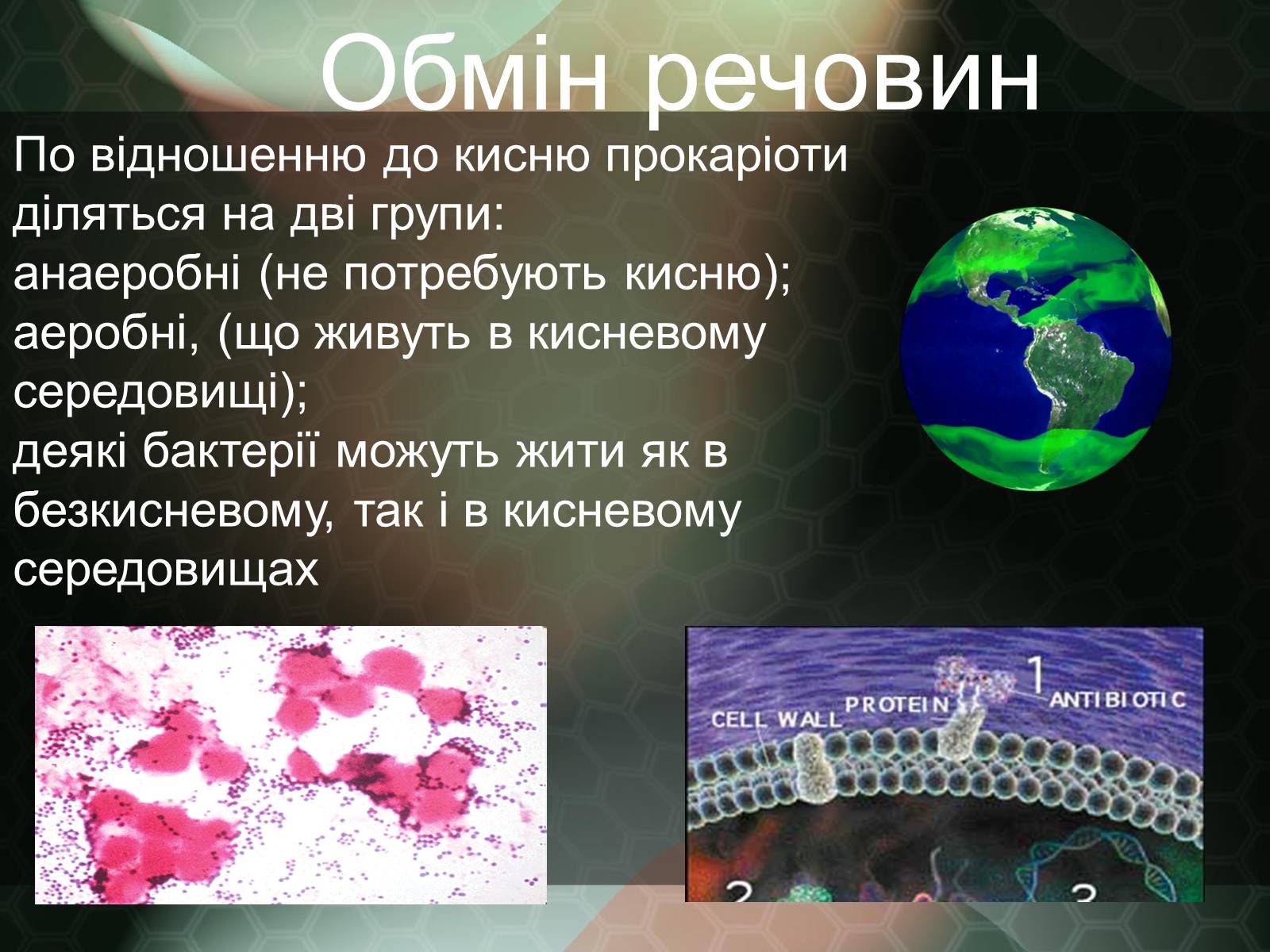 Презентація на тему «Прокаріотична клітина» - Слайд #13