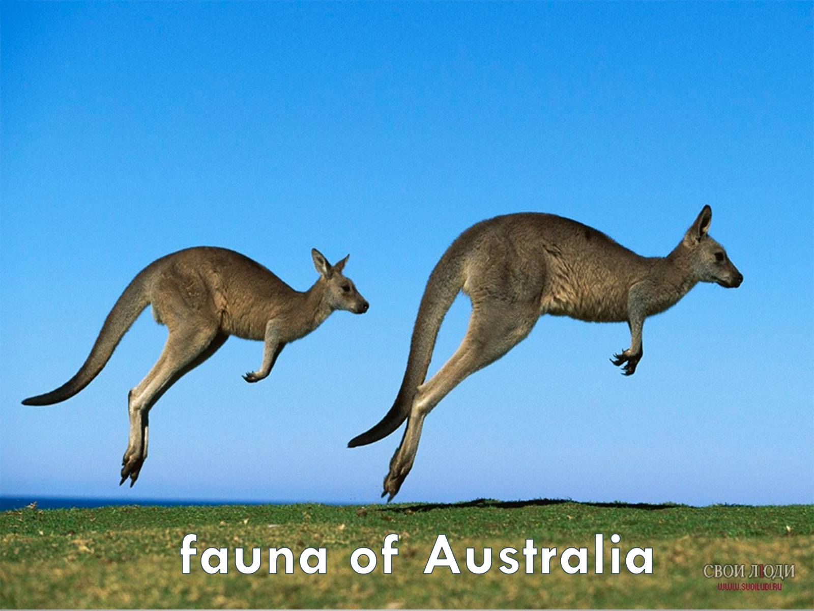 Презентація на тему «Australia» (варіант 5) - Слайд #10