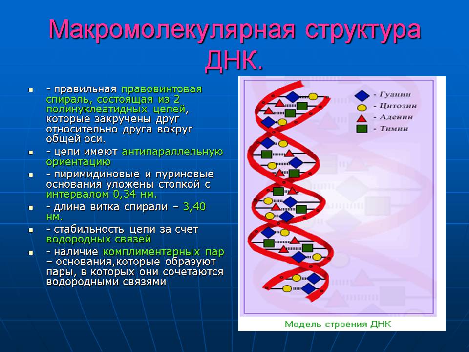 Презентація на тему «ДНК» (варіант 3) - Слайд #16