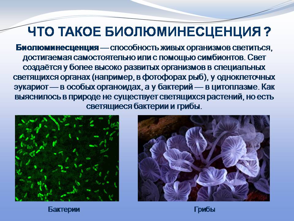 Презентація на тему «Биолюминесценция» - Слайд #2
