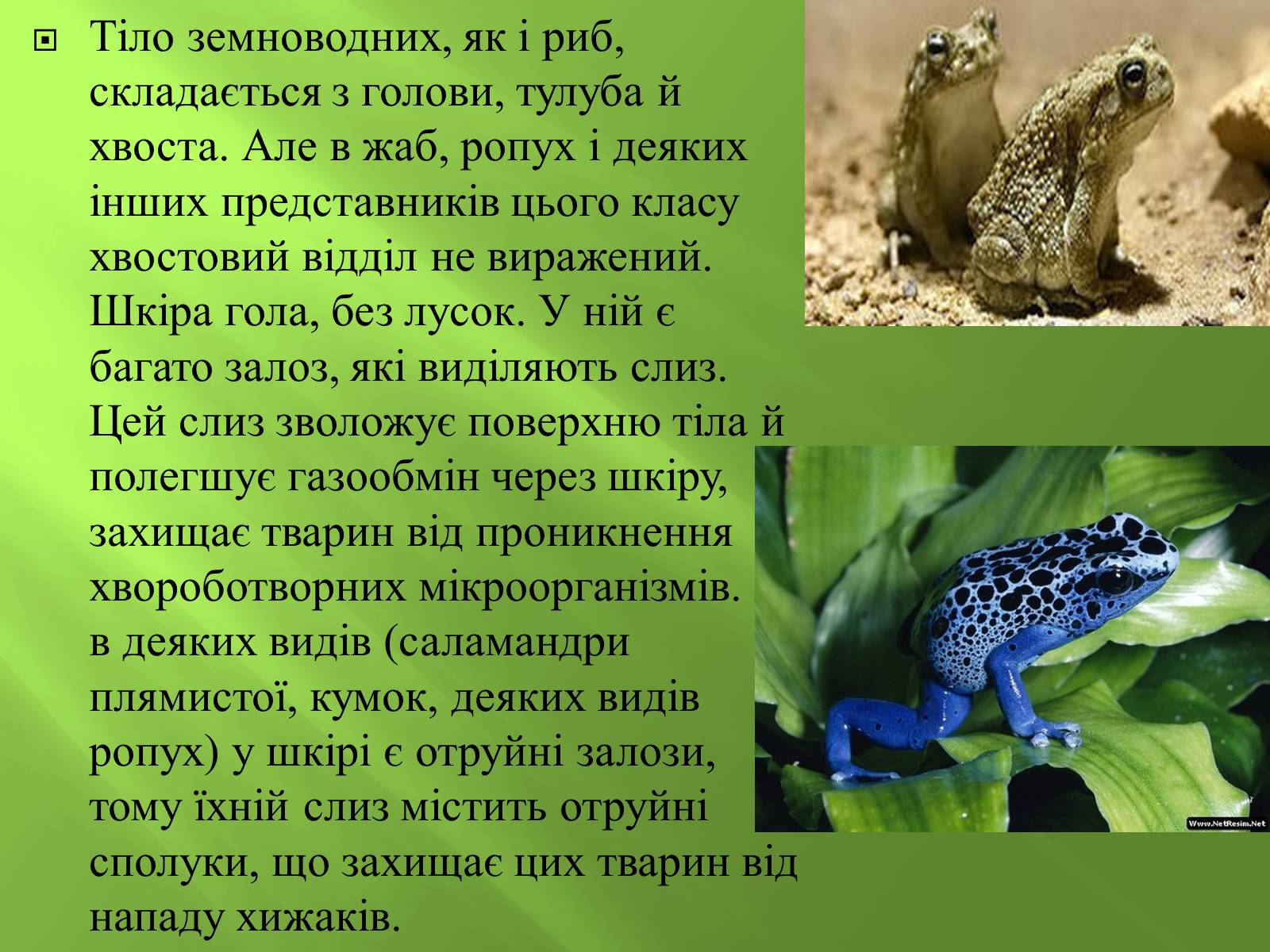 Презентація на тему «Безхвості жаби» - Слайд #4