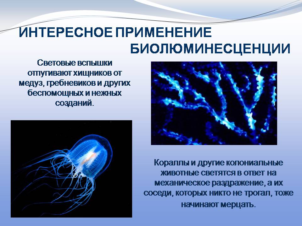Презентація на тему «Биолюминесценция» - Слайд #12