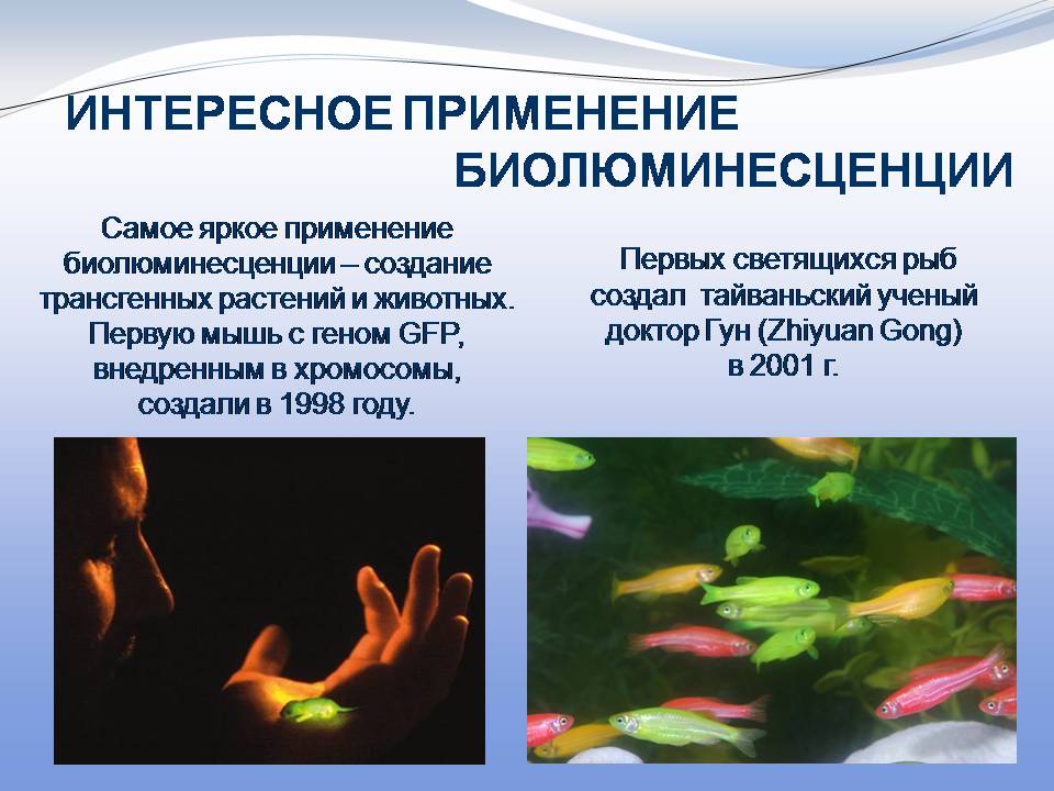 Презентація на тему «Биолюминесценция» - Слайд #15