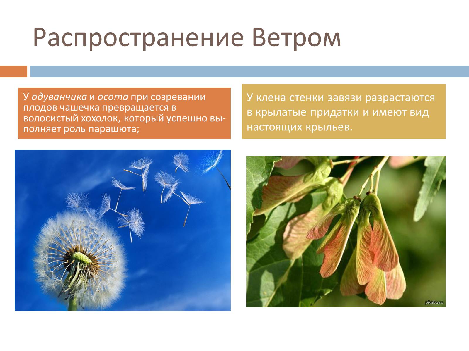 Презентація на тему «Распространение плодов и семян» - Слайд #4