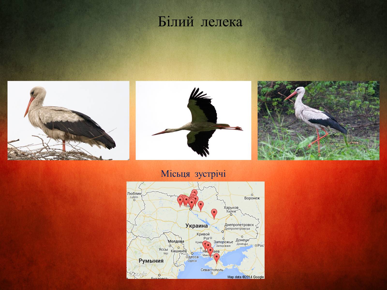 Презентація на тему «Птахи України» - Слайд #2