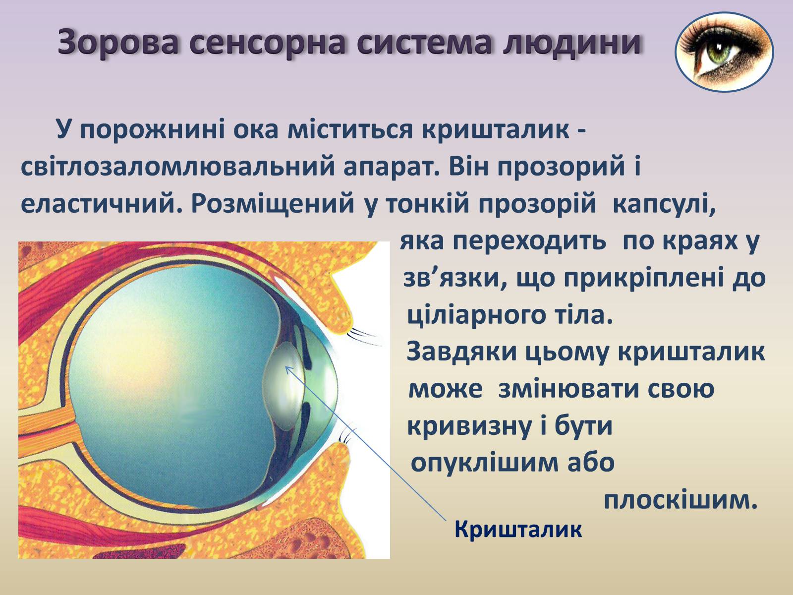 Презентація на тему «Сенсорна система ока» - Слайд #17
