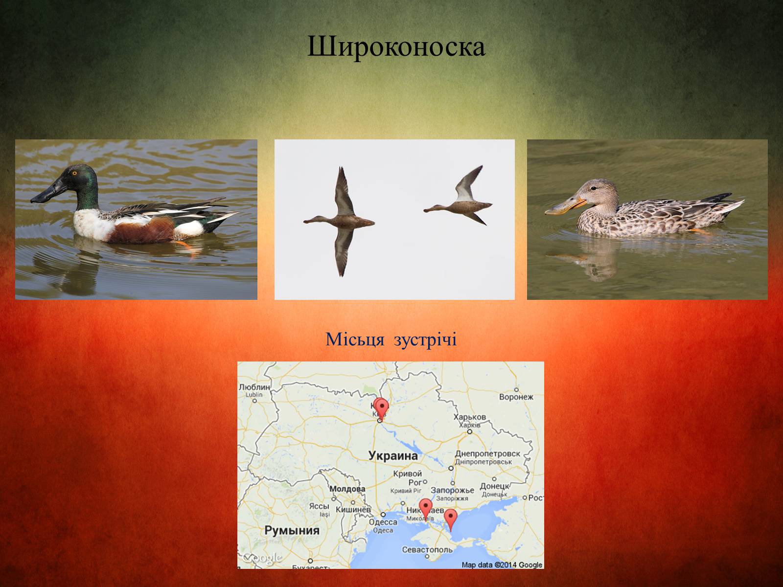 Презентація на тему «Птахи України» - Слайд #5