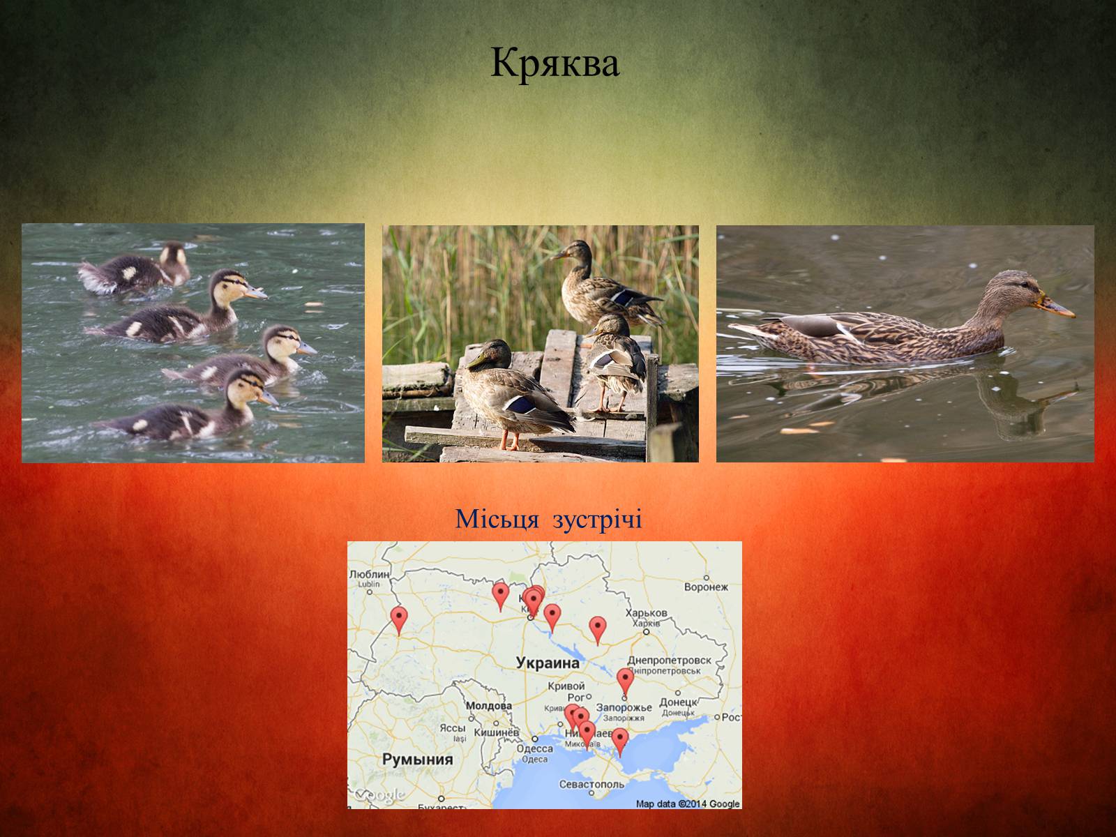 Презентація на тему «Птахи України» - Слайд #6