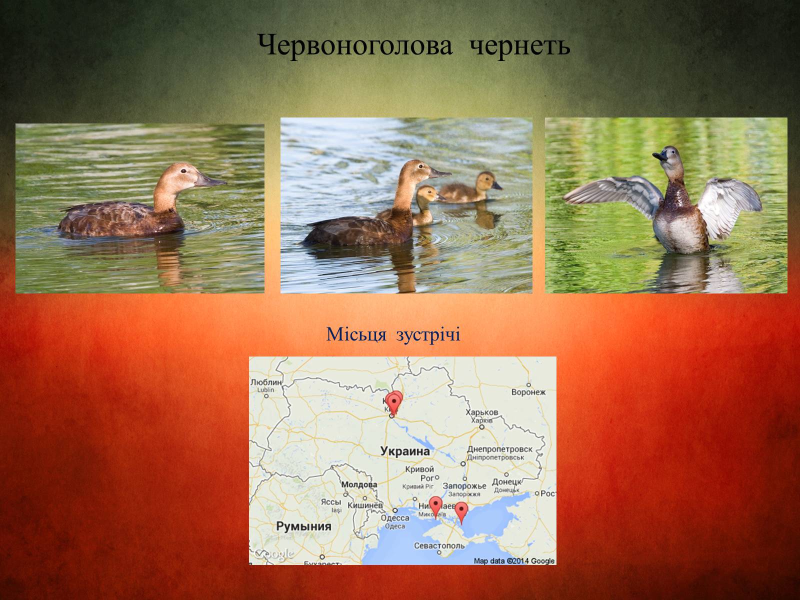 Презентація на тему «Птахи України» - Слайд #7