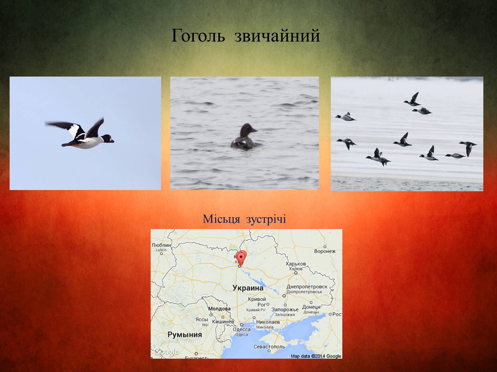 Презентація на тему «Птахи України» - Слайд #8