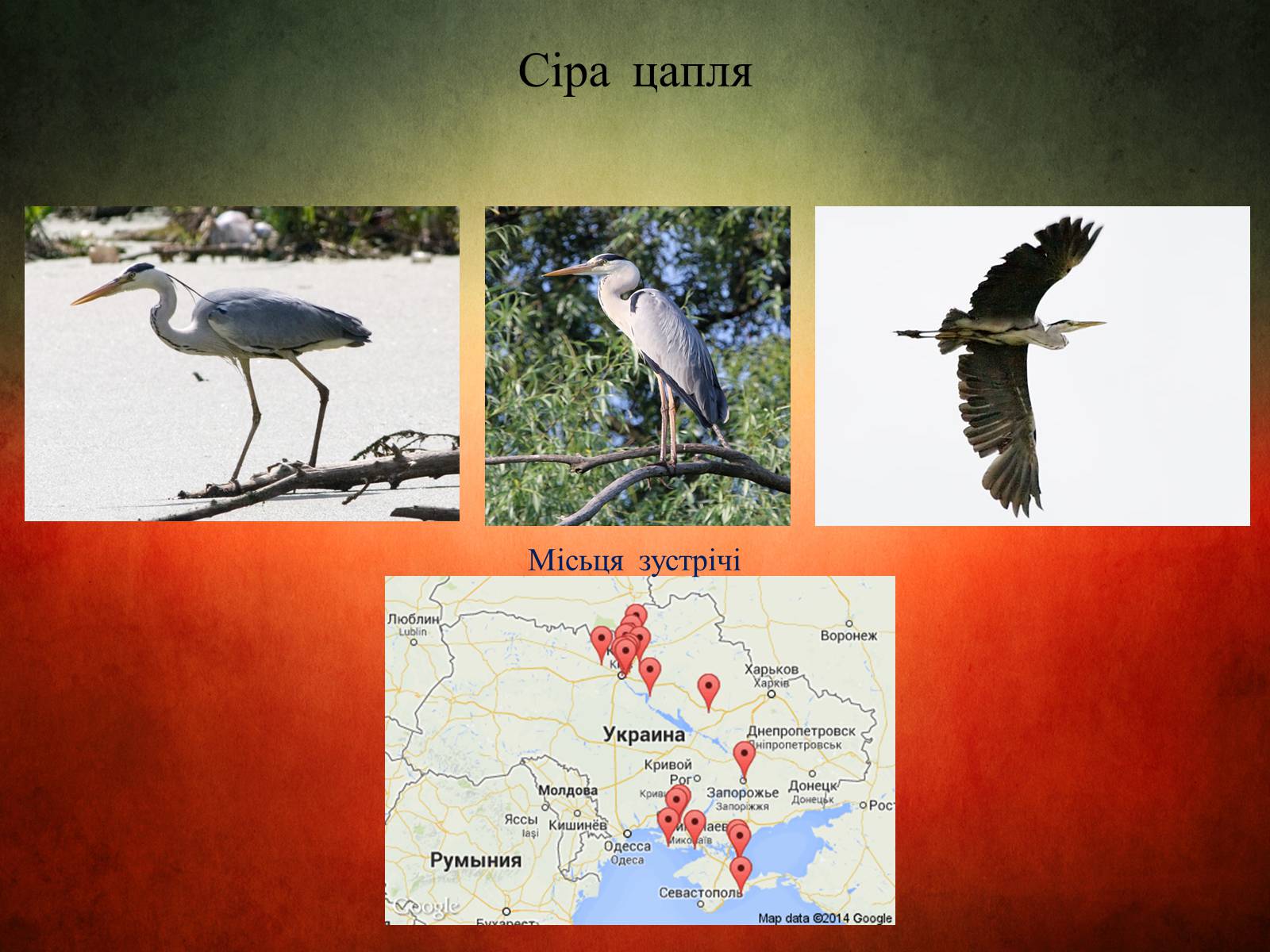 Презентація на тему «Птахи України» - Слайд #10