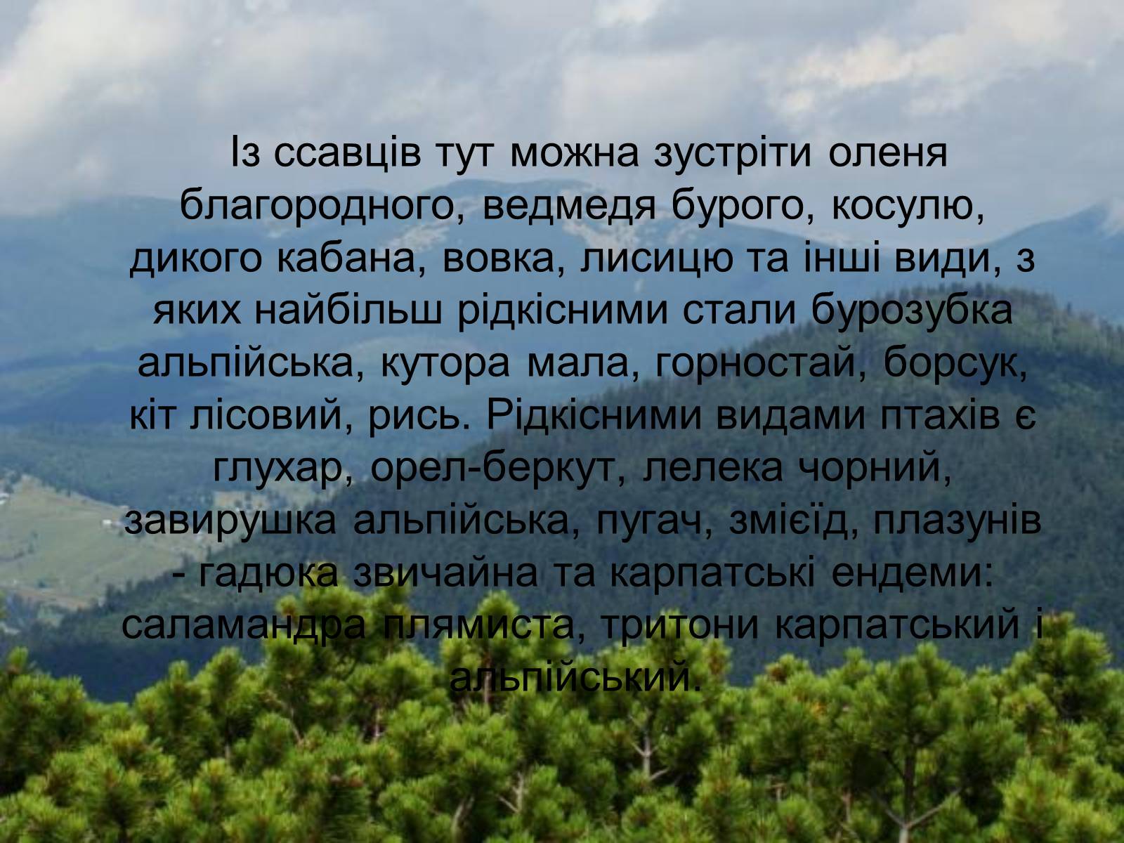 Презентація на тему «Національний природний парк “Синевир”» - Слайд #8
