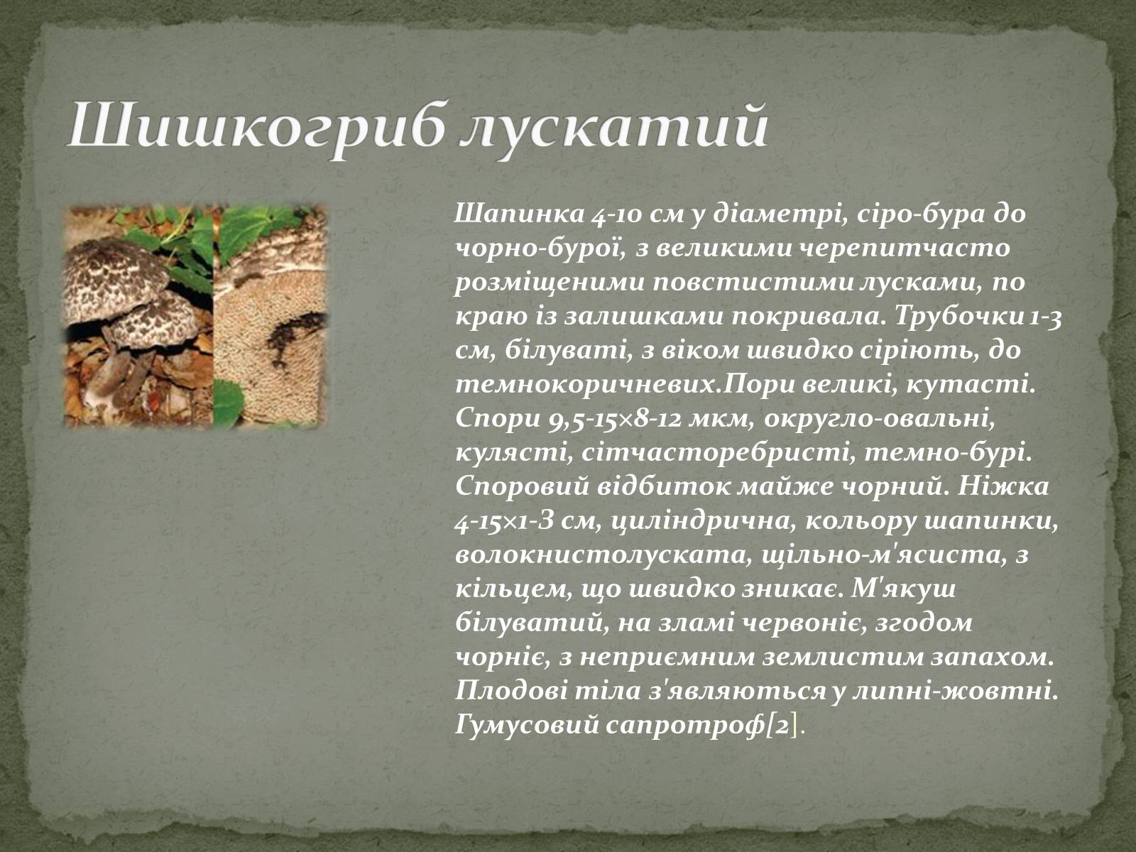 Презентація на тему «Цінність грибів. Червона книга України. Гриби» - Слайд #3