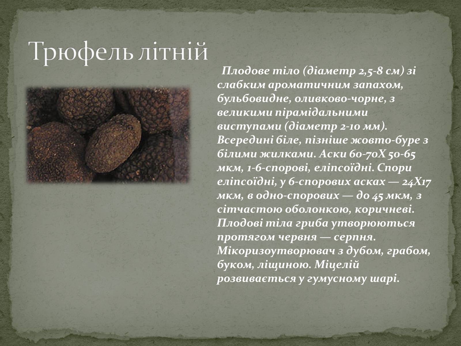 Презентація на тему «Цінність грибів. Червона книга України. Гриби» - Слайд #4