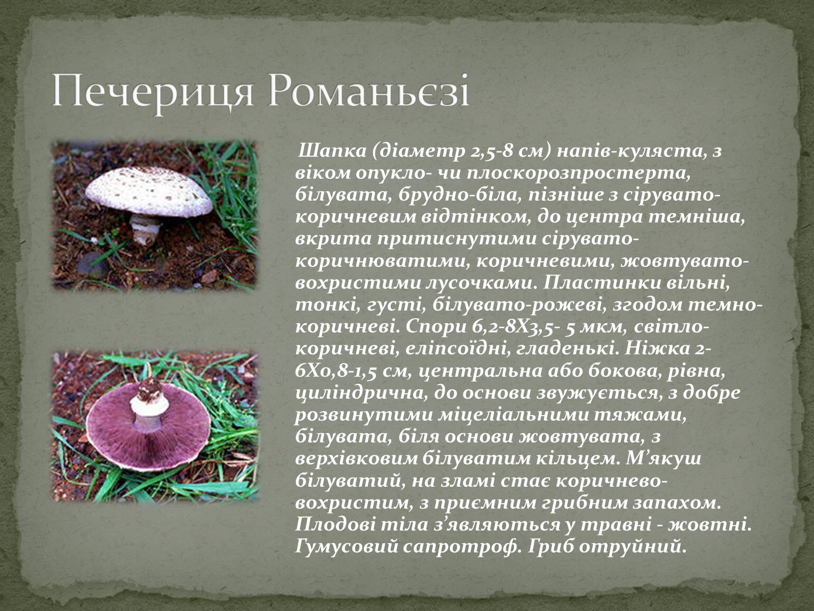 Презентація на тему «Цінність грибів. Червона книга України. Гриби» - Слайд #5