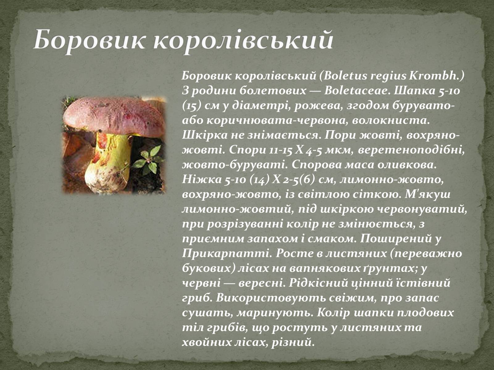 Презентація на тему «Цінність грибів. Червона книга України. Гриби» - Слайд #6
