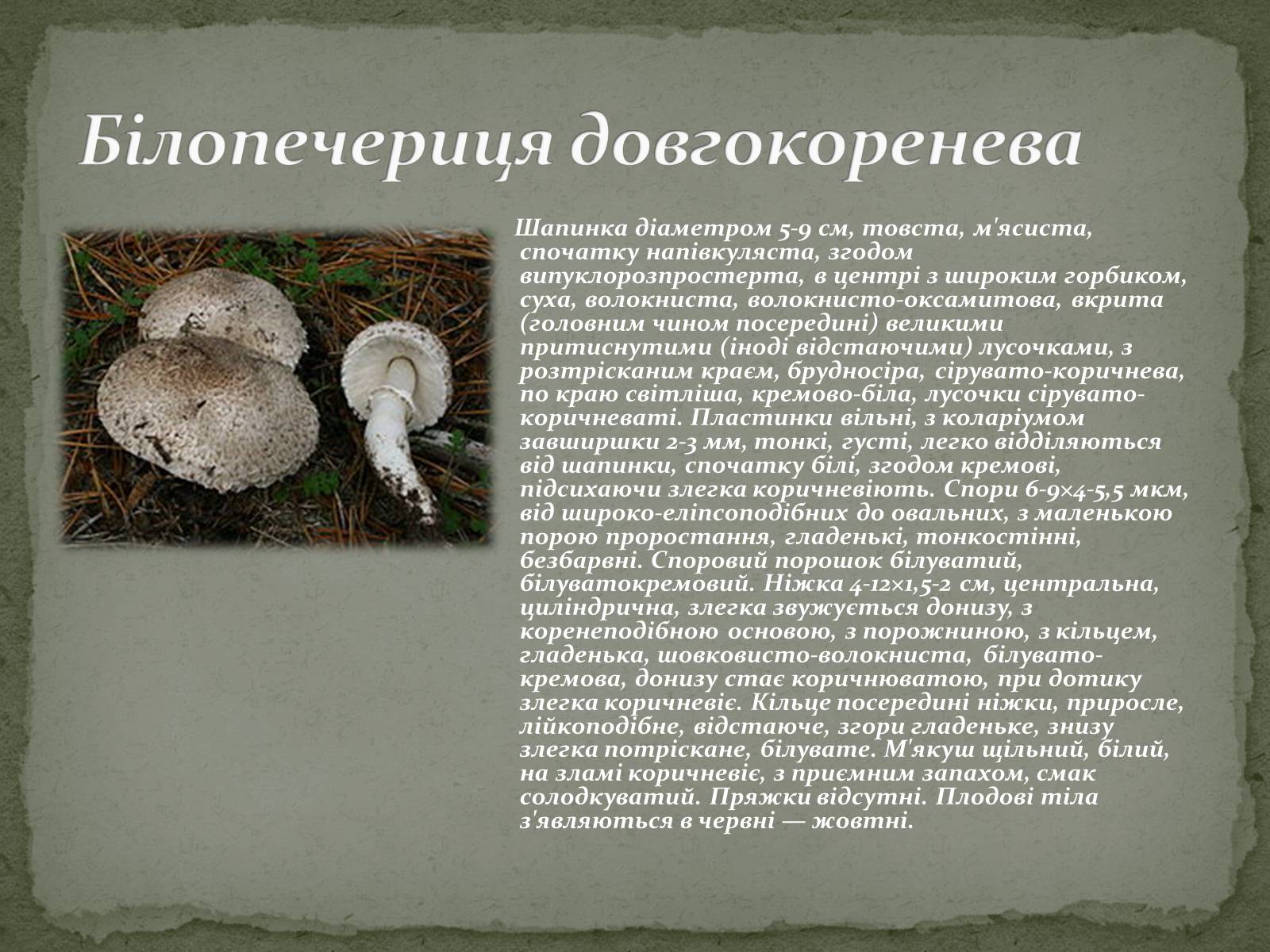 Презентація на тему «Цінність грибів. Червона книга України. Гриби» - Слайд #7