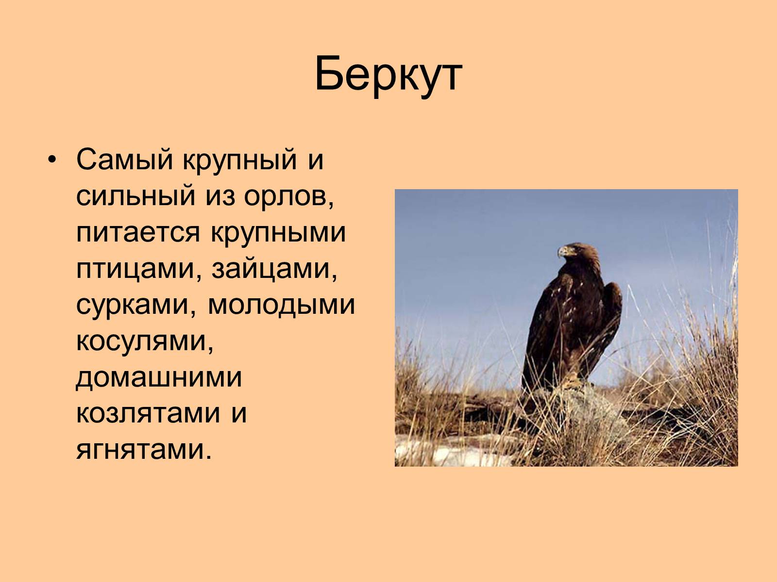 Презентація на тему «Отряд Хищные птицы» - Слайд #15