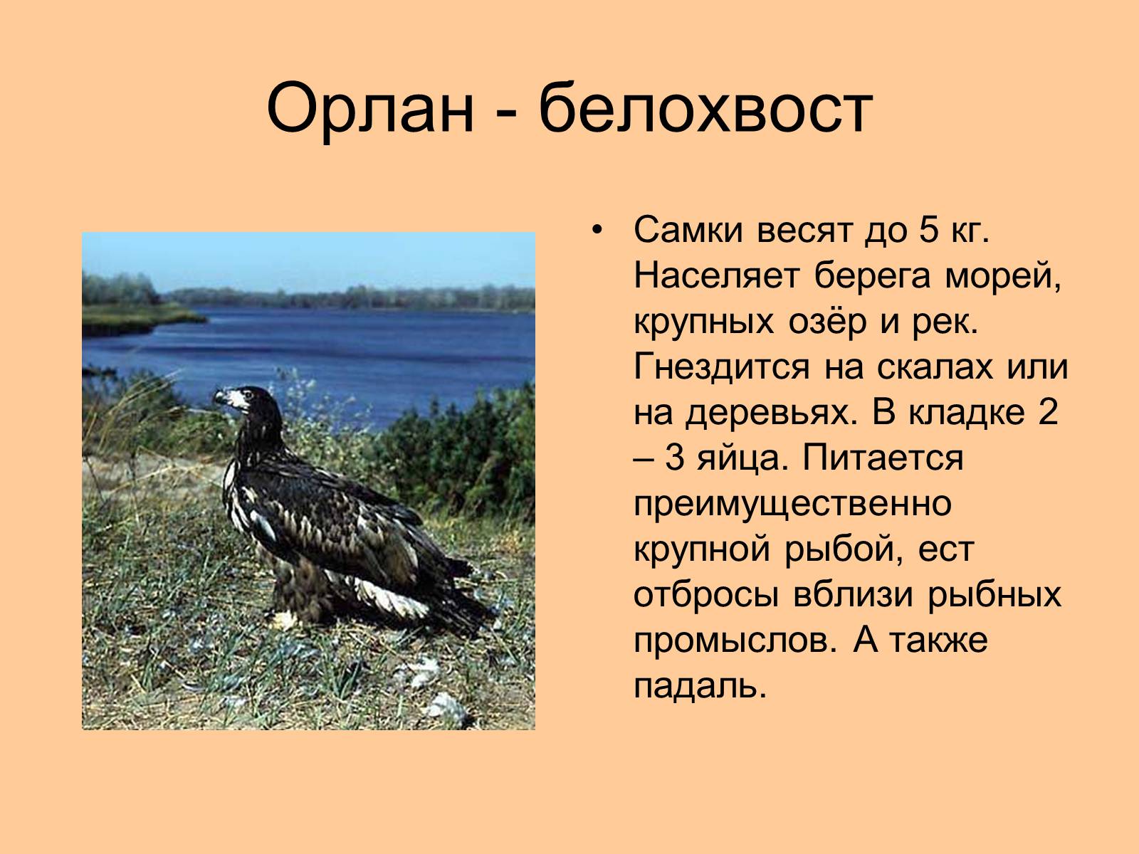 Презентація на тему «Отряд Хищные птицы» - Слайд #17