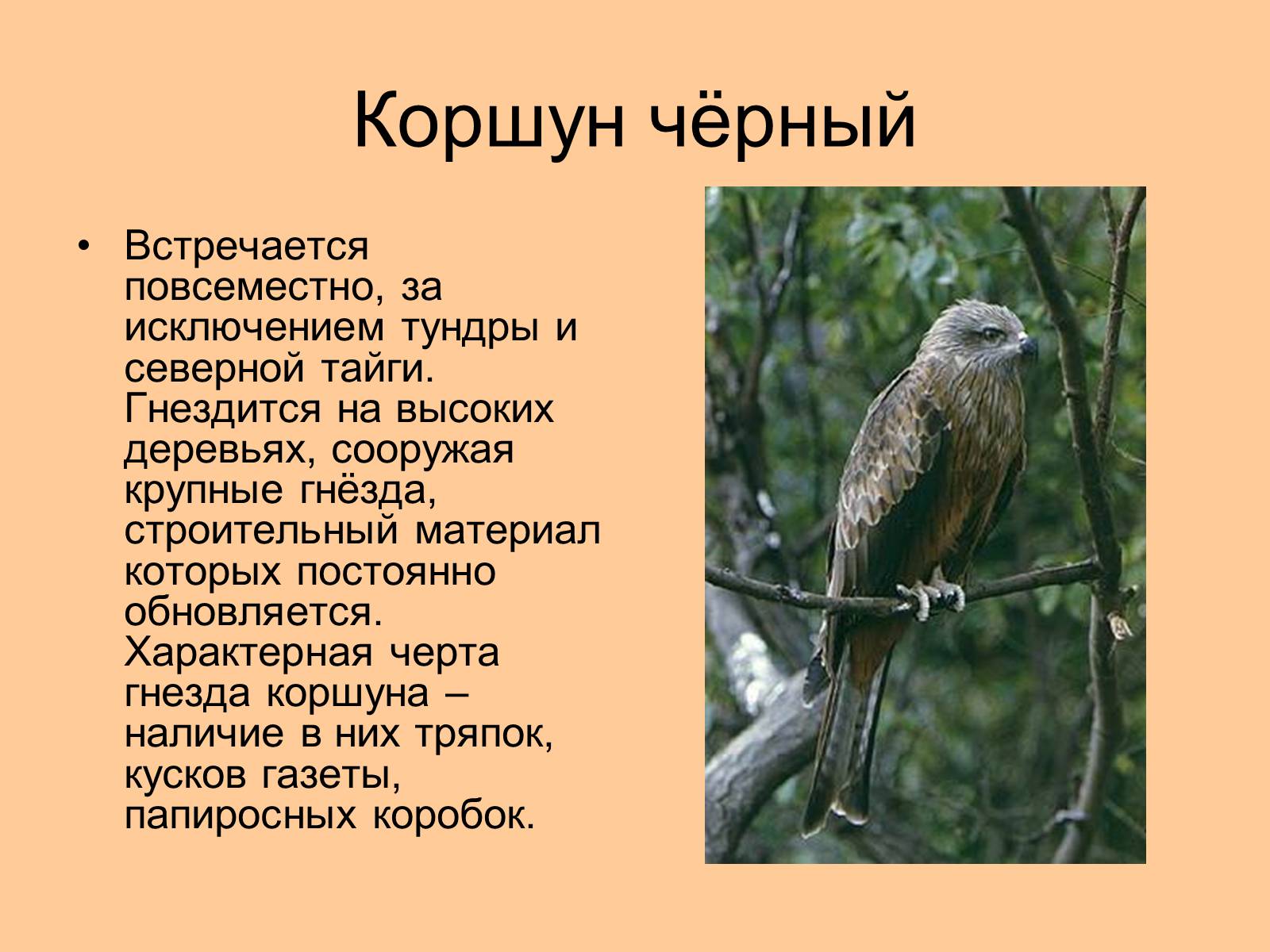 Презентація на тему «Отряд Хищные птицы» - Слайд #19