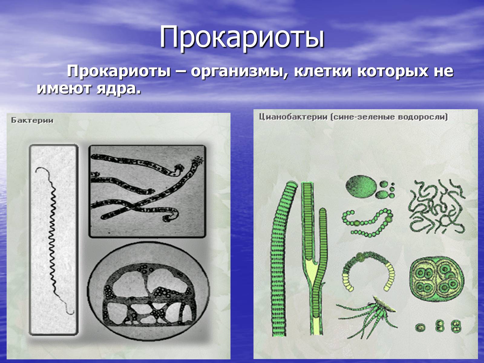 Презентація на тему «Прокариоты» (варіант 2) - Слайд #4