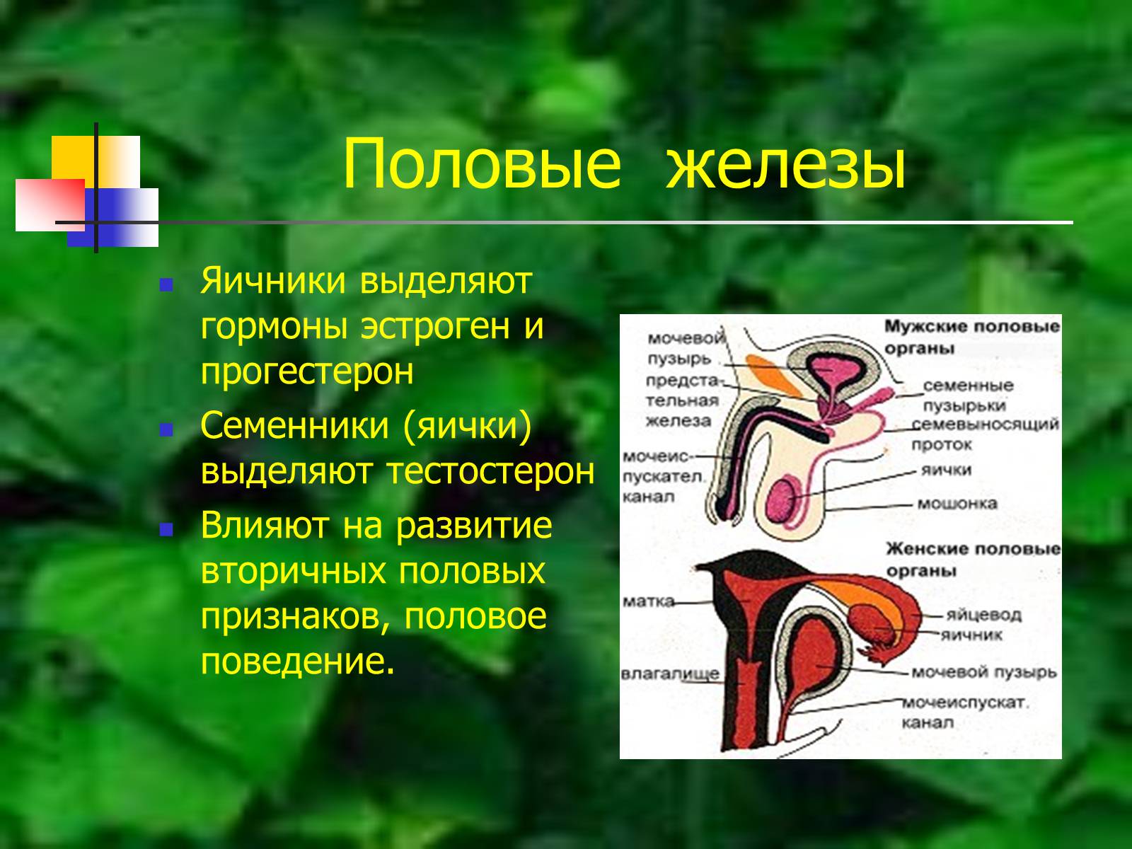 Презентація на тему «Регуляция процессов жизнедеятельности организма» - Слайд #43
