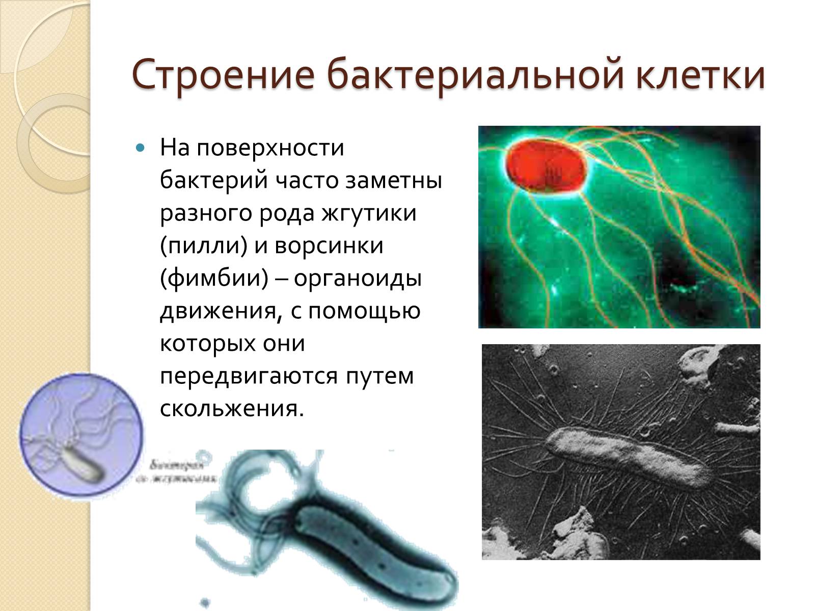 Презентація на тему «Прокариоты» (варіант 3) - Слайд #11
