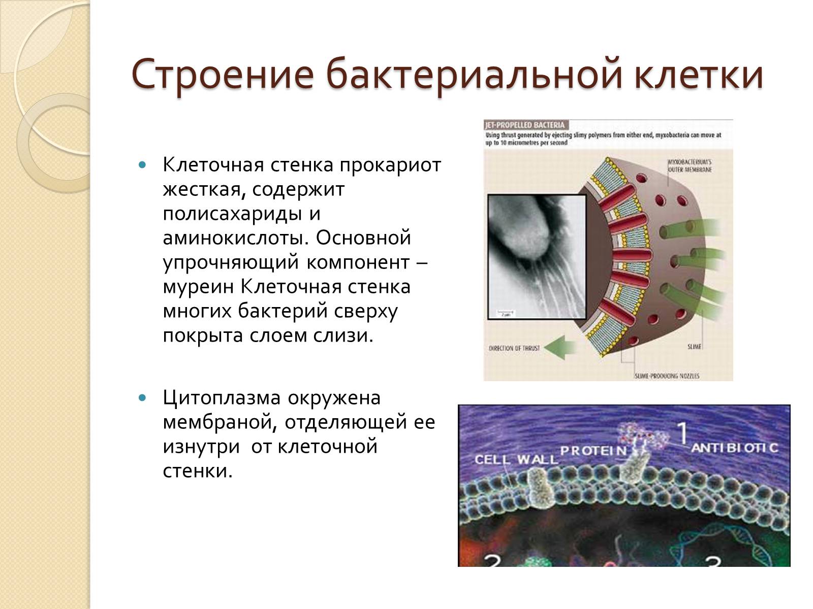 Презентація на тему «Прокариоты» (варіант 3) - Слайд #13